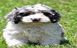 Cockapoo dogs for sale: Caden - Image 3