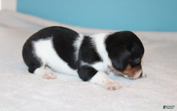 Miniature Dachshund dogs for sale: Chloe Mini - Image 1
