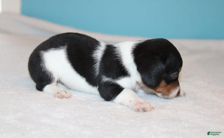 Miniature Dachshund dogs for sale - Ad 1