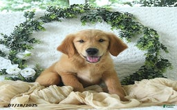 Golden Retriever dogs for sale: Anne - Image 14