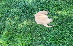 Golden Retriever dogs for sale: Golden Retriever 9 puppies - Image 25