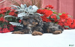Cockapoo dogs for sale: Kiara - Image 2