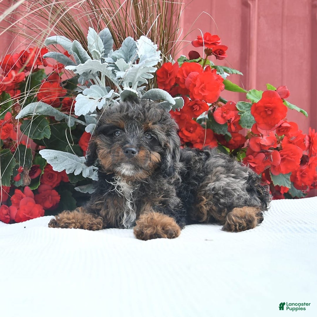 Cockapoo dogs for sale: Kiara - Image 2