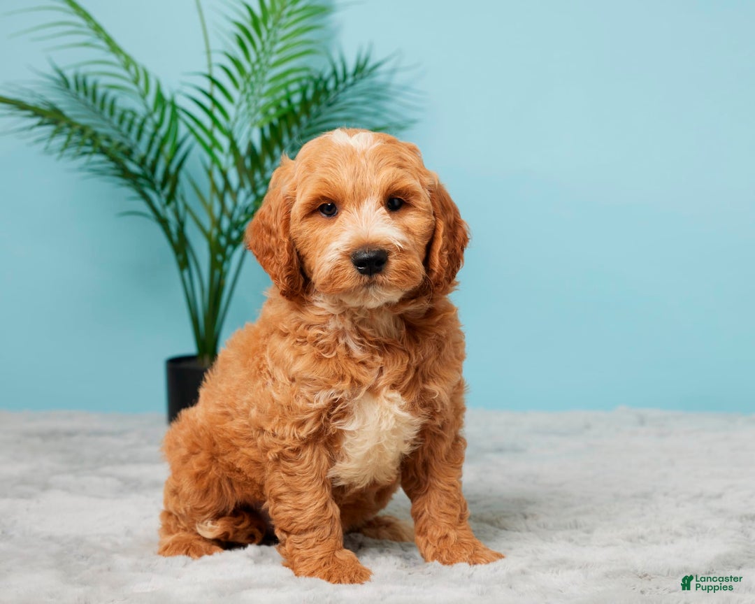 Mini Goldendoodle dogs for sale: Asher - Image 5