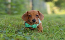 Miniature Dachshund dogs for sale: Jake - Image 1