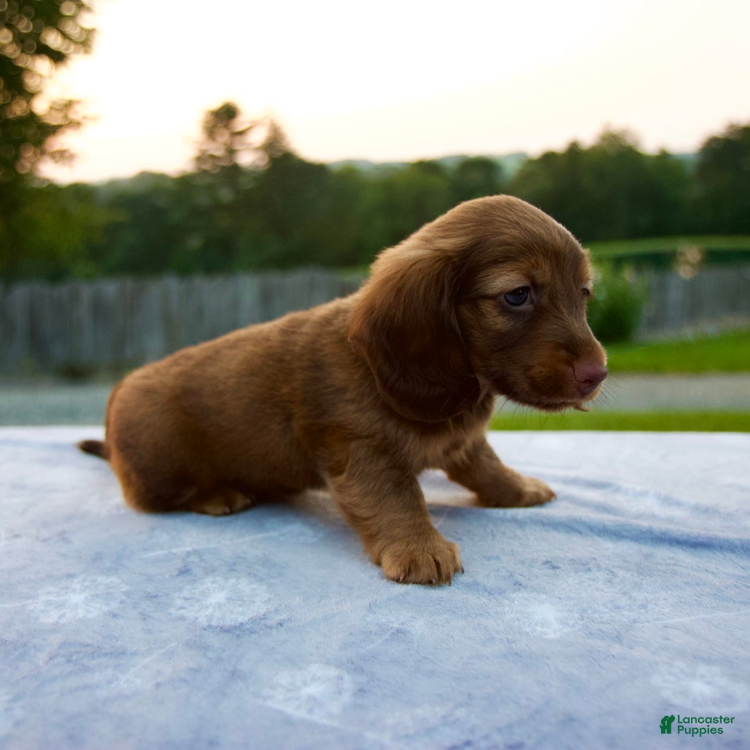 Miniature Dachshund dogs for sale: Otis - Image 6