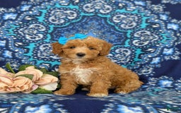 Bichpoo dogs for sale: Jillian - Image 4