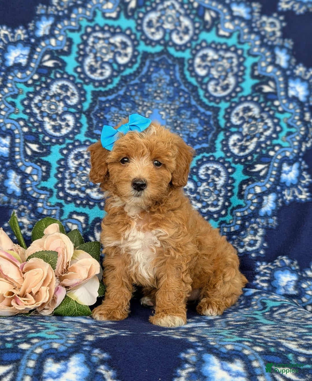 Bichpoo dogs for sale: Jillian - Image 4