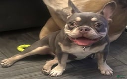 French Bulldog dogs for sale: Maple - Image 3