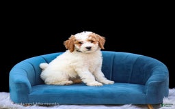 Standard Poodle dogs for sale: Rainay - Image 12