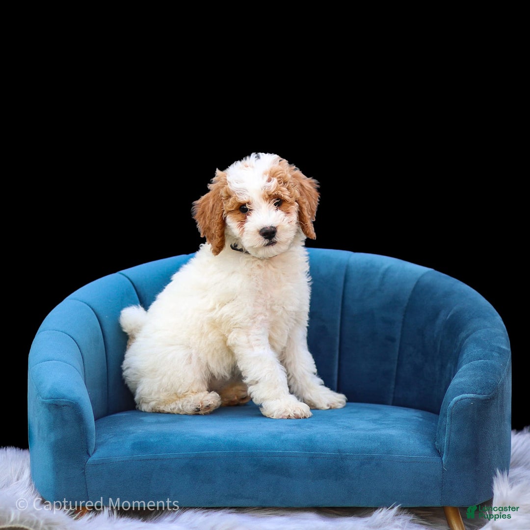Standard Poodle dogs for sale: Rainay - Image 12