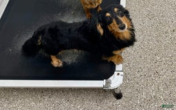 Miniature Dachshund dogs for sale: Griffin - Image 12