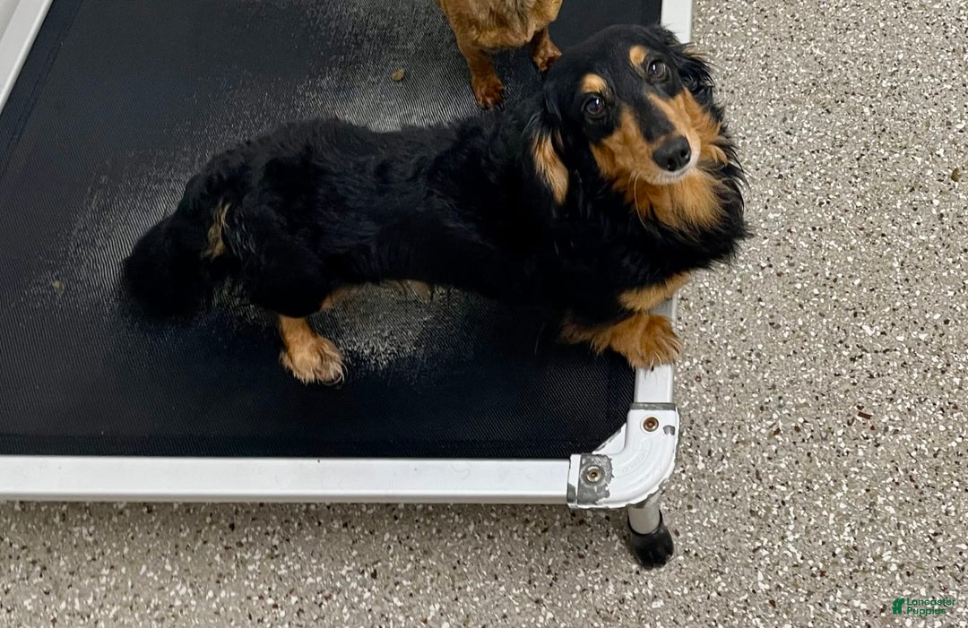 Miniature Dachshund dogs for sale: Griffin - Image 12