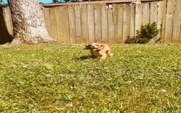Cavalier King Charles Spaniel dogs for sale: Cola - Image 8