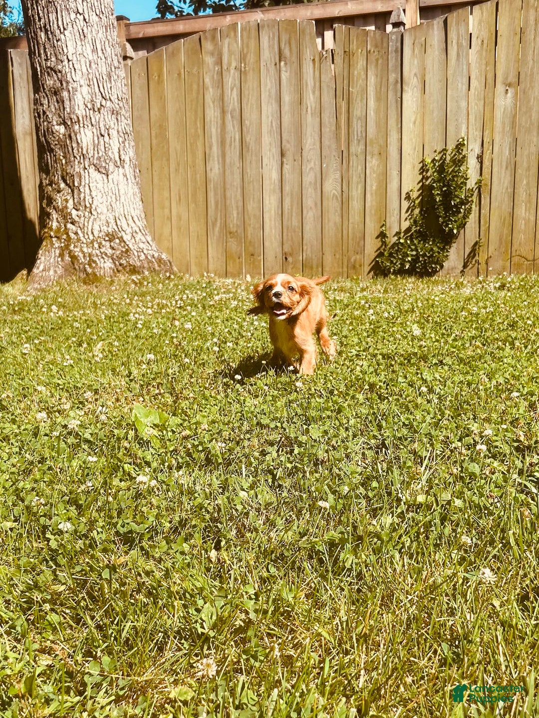 Cavalier King Charles Spaniel dogs for sale: Cola - Image 8