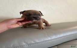 American Bully dogs for sale: Bob - Image 1