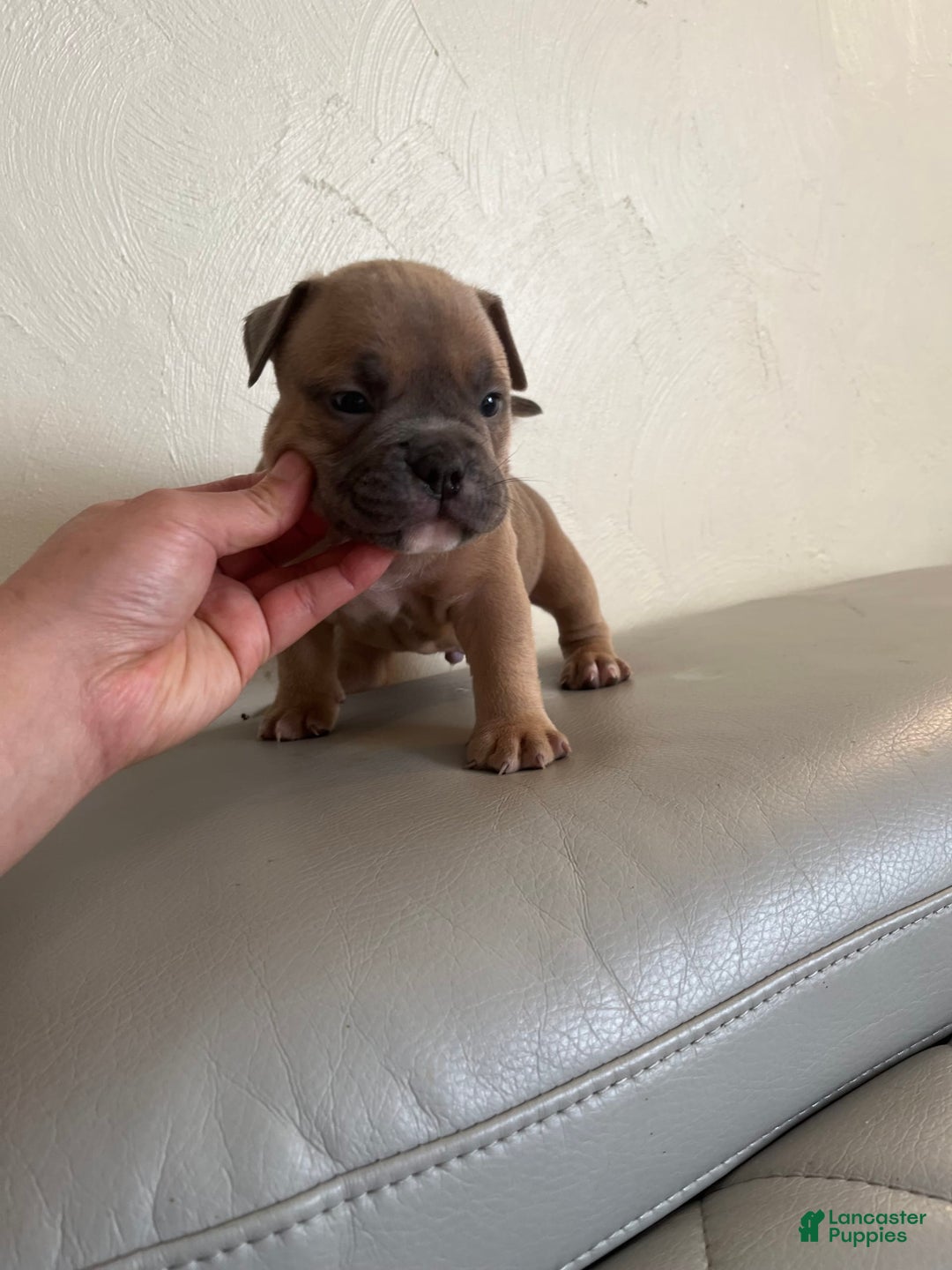 American Bully dogs for sale: Bob - Image 1