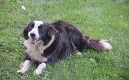 Border Collie dogs for sale: Baxton - Image 5