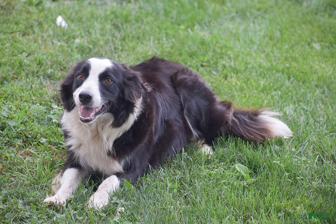 Border Collie dogs for sale: Baxton - Image 5