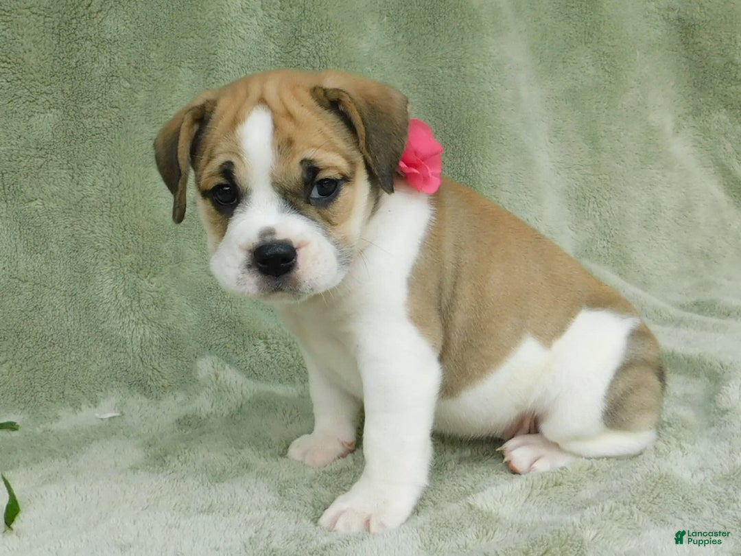 English Bulldog dogs for sale: Rosy - Image 4