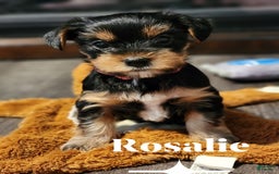 Yorkshire Terrier dogs for sale: Rosalie - Image 1