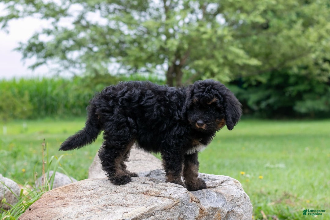 Bernedoodle dogs for sale: Ginger - Image 2