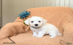 Bichon Frise dogs for sale: Kesha - Image 3