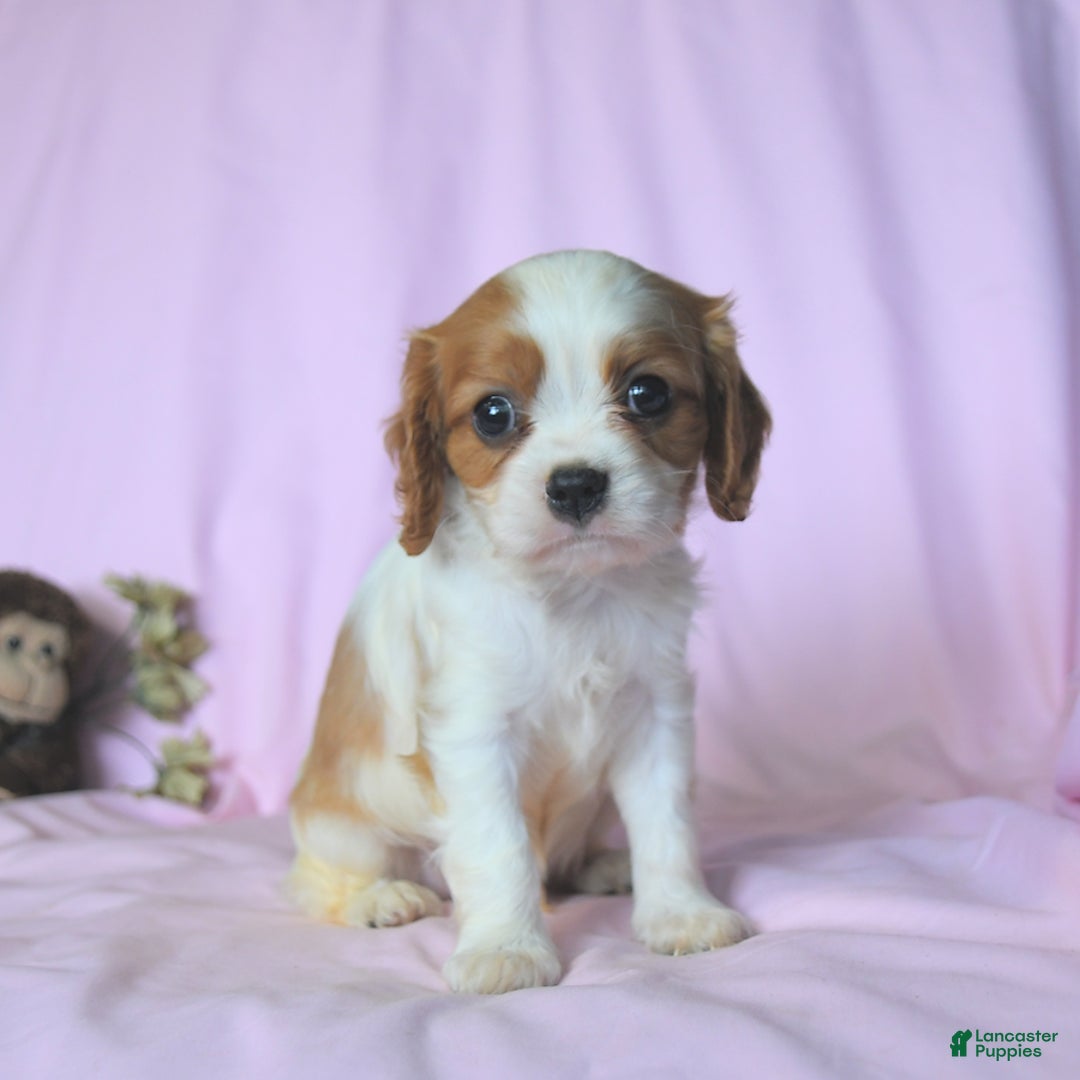 Cavalier King Charles Spaniel dogs for sale: Justin - Image 3