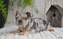 French Bulldog dogs for sale: French Bulldog 8 puppies - Image 2
