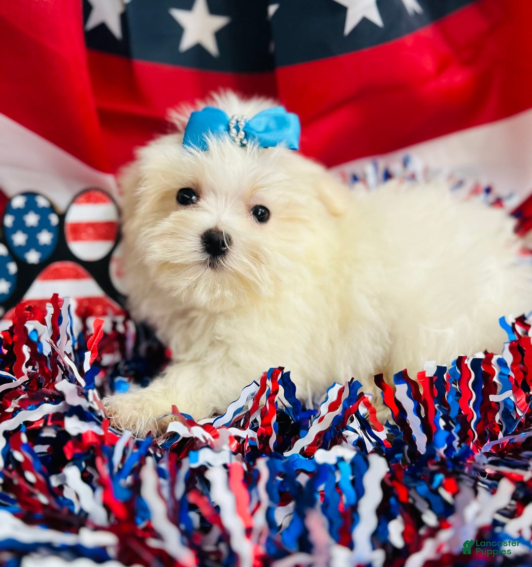 Maltese dogs for sale: Petey - Image 3