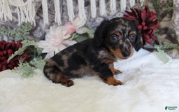 Miniature Dachshund dogs for sale: Gavin - Image 3