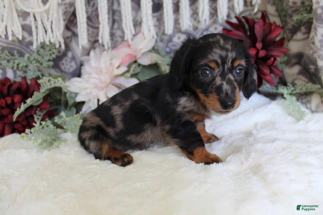 Miniature Dachshund dogs for sale: Gavin - Image 3