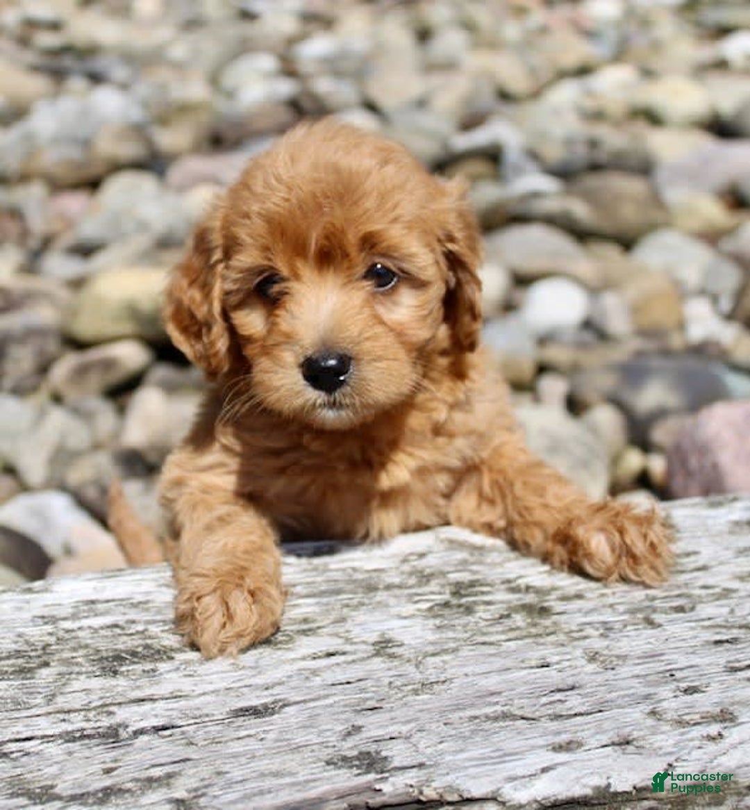 Mini Goldendoodle dogs for sale: Tommy - Image 5