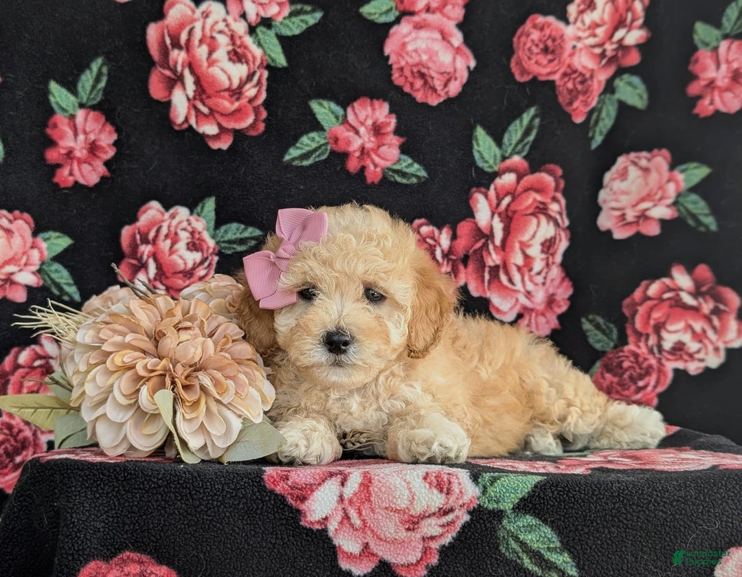 Havapoo dogs for sale: Fergie Hypoallergenic - Image 6