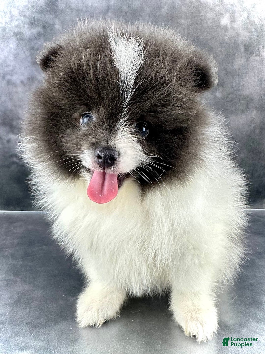 Pomeranian dogs for sale: Ash - Image 7