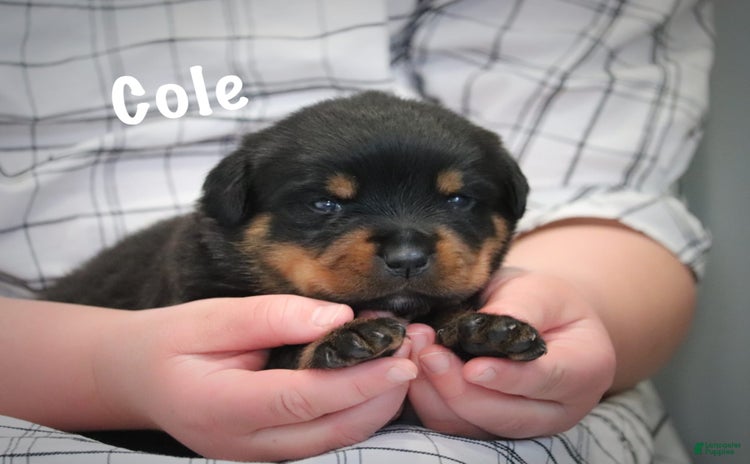Rottweiler dogs for sale - Ad 2