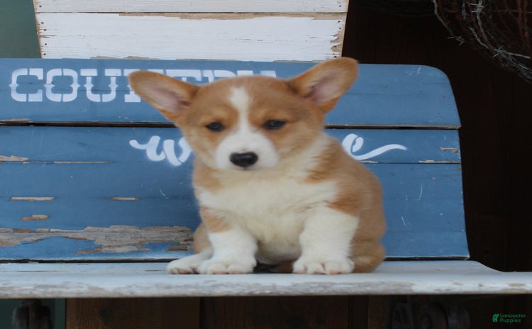 Welsh Corgi Pembroke dogs - Advert 31