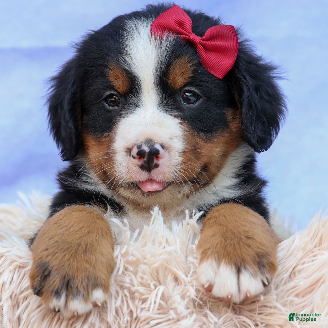 Bernese Mountain Dog dogs for sale: Simon - Image 10