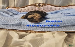 Mini Goldendoodle dogs for sale: Boston - Image 3