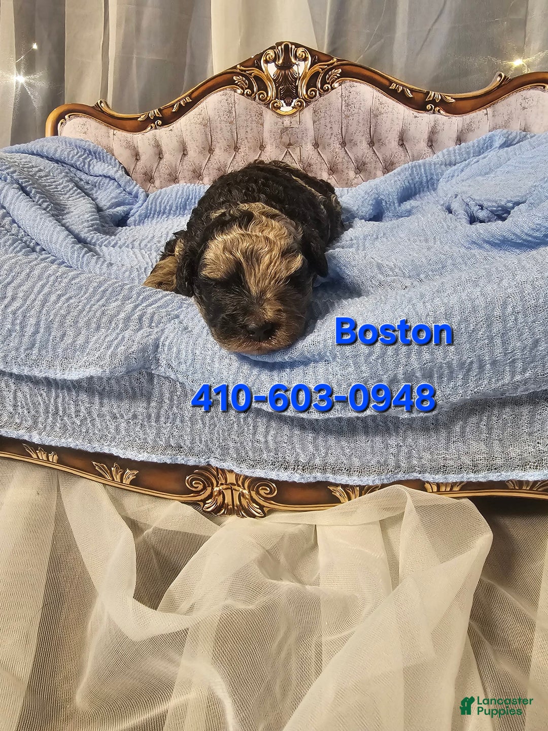 Mini Goldendoodle dogs for sale: Boston - Image 3