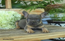 French Bulldog dogs for sale: Tess - Image 5
