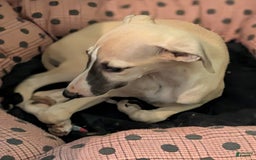 Whippet dogs for sale: Tilly - Image 2