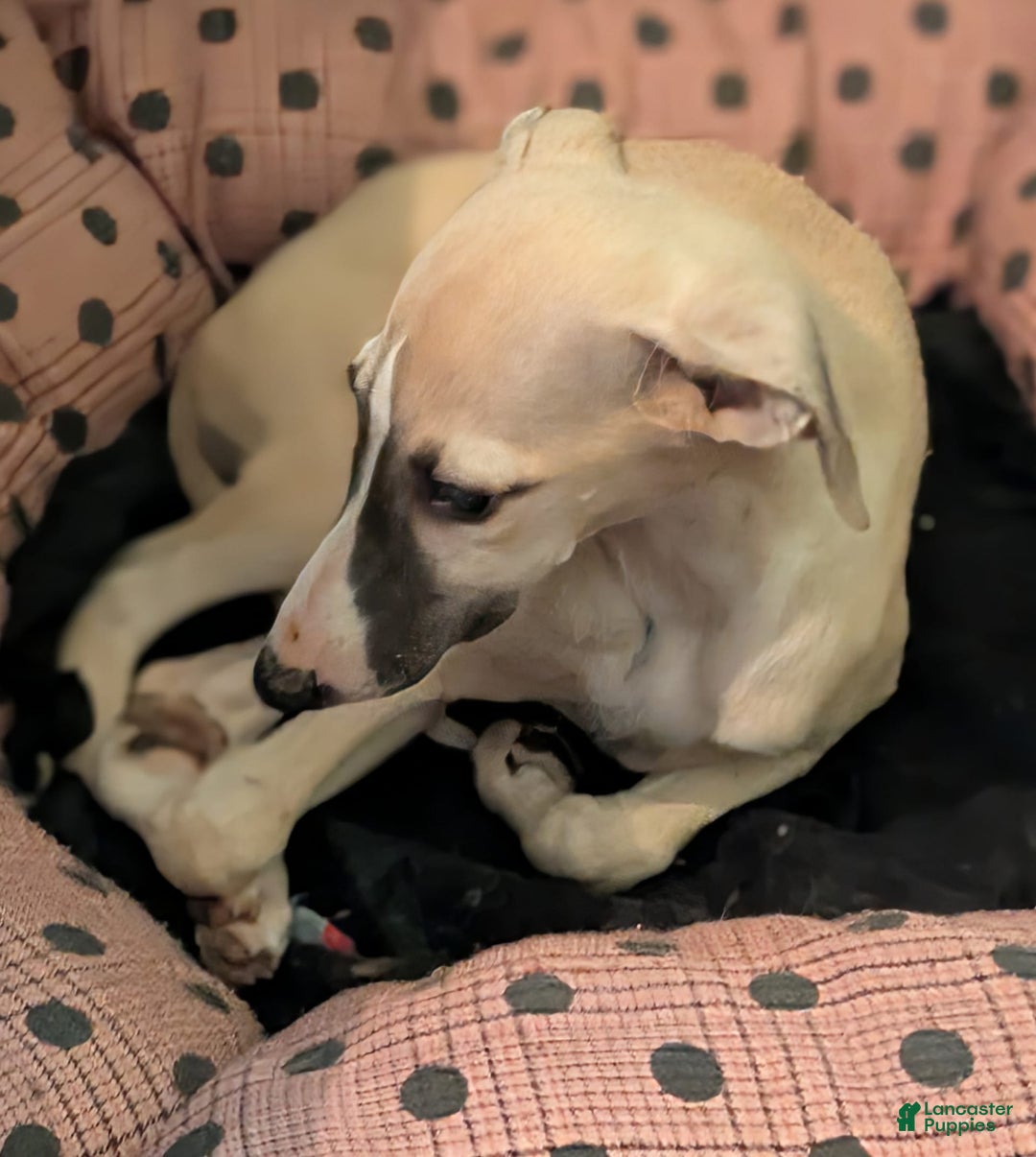 Whippet dogs for sale: Tilly - Image 2