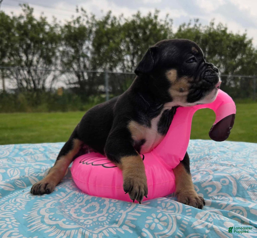 Olde English Bulldogge dogs for sale: George - Image 28