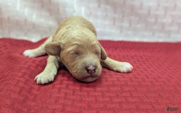 Cockapoo dogs for sale: Kurt - Image 2