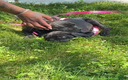 Cane Corso dogs for sale: Feisty - Image 1
