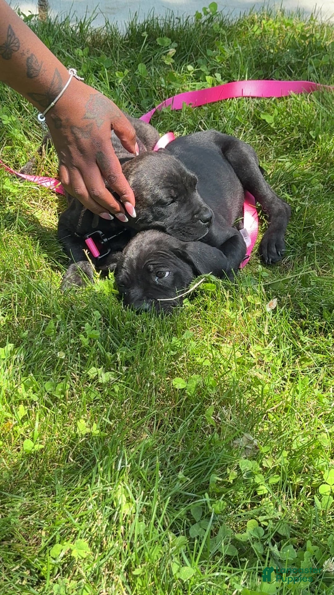 Cane Corso dogs for sale: Feisty - Image 1