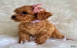 Cavapoo dogs for sale: Iris - Image 3