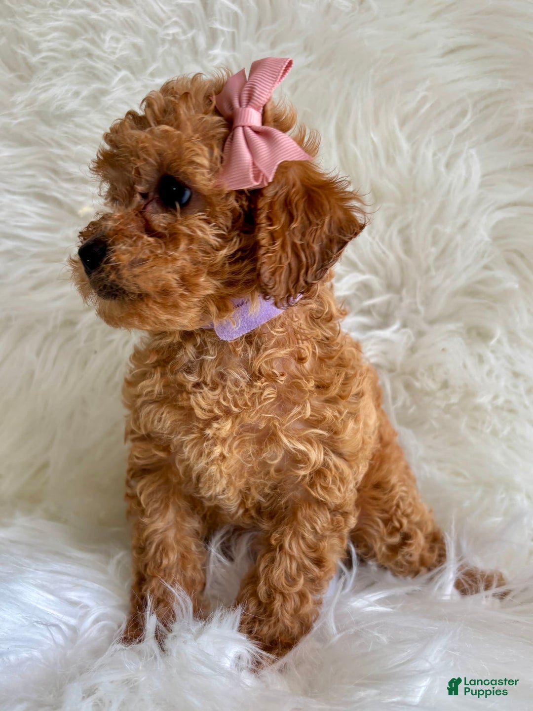 Cavapoo dogs for sale: Iris - Image 3