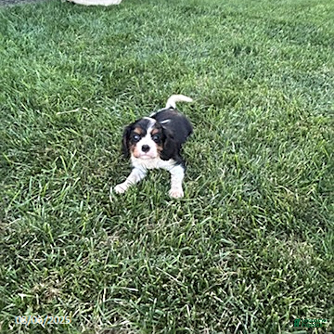 Cavalier King Charles Spaniel dogs for sale: Charlie - Image 4